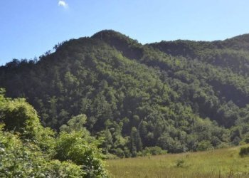 Terreno - Terreno agricolo via Vecchia Pisana, Lastra a Signa - foto 7