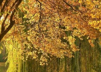 Terreno - Terreno agricolo via Vecchia Pisana, Lastra a Signa - foto 8