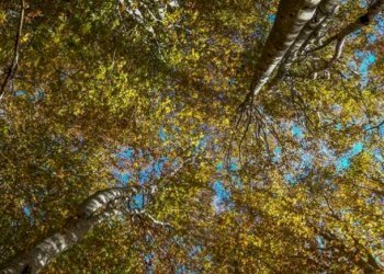 Terreno - Terreno agricolo via Vecchia Pisana, Lastra a Signa - foto 10