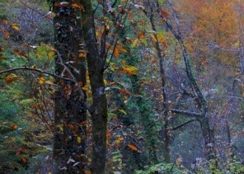 Terreno - Terreno agricolo via Vecchia Pisana, Lastra a Signa - foto 11