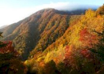 Zona - Terreno agricolo via Vecchia Pisana, Lastra a Signa - foto 12