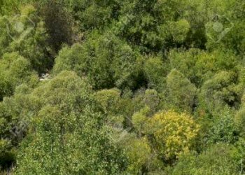 Terreno - Terreno agricolo via Vecchia Pisana, Lastra a Signa - foto 13