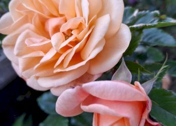 Foto 21 - Villa Via Cardia
 
6, Gignese - foto 21