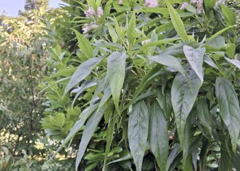 Foto 22 - Villa Via Cardia
 
6, Gignese - foto 22