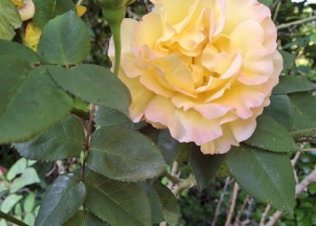 Foto 34 - Villa Via Cardia
 
6, Gignese - foto 34