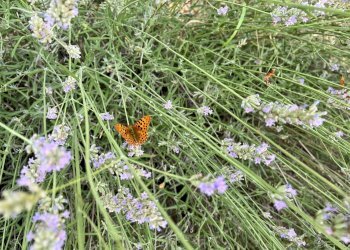 Foto 9 - Rustico Castellaretta, Staffolo - foto 9