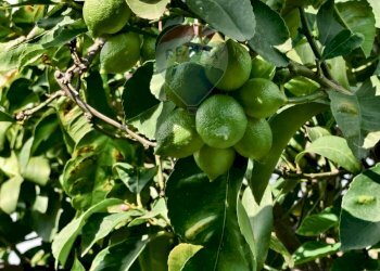 Dettagli - Terreno edificabile Via Della Rinascita, Acireale - foto 10