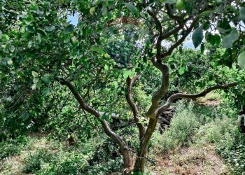 Giardino - Terreno edificabile Via Della Rinascita, Acireale - foto 11