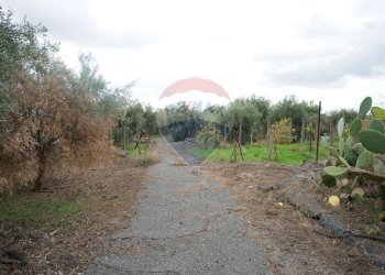 Giardino - Casa indipendente via contrada edere
 
sn, Belpasso - foto 35