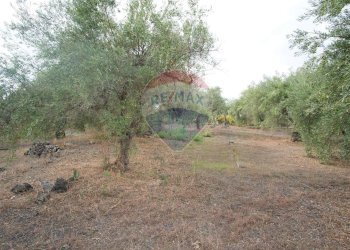 Giardino - Casa indipendente via contrada edere
 
sn, Belpasso - foto 42