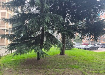 Foto 21 - Terreno non edificabile Via Degli Abeti
 
15, Milano - foto 20