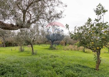 Giardino - Villa C.da Gerardo
 
75 C, Chiaramonte Gulfi - foto 33