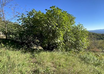 Rif 1831  (12).JPEG - Terratetto - Terracielo Dego - foto 21