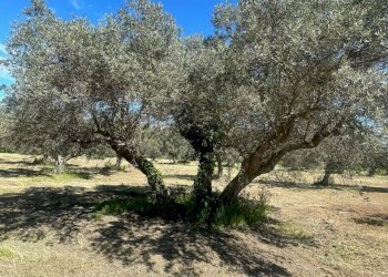 ad8cdbbe-0407-4cd8-8ea8-4d2f22113f7b.jpg - Villa contrada ranco 55, Paglieta - foto 20