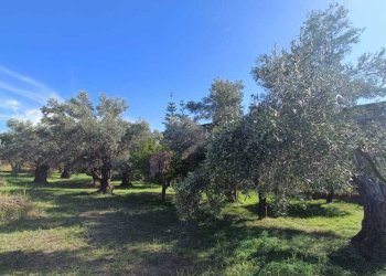 WhatsApp Image 2025-11-13 at 10.41.47.jpeg - Terreno edificabile Via Giuseppe Saragat, Lamezia Terme - foto 3