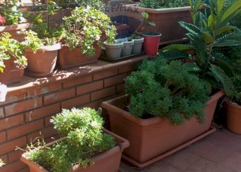 Giardino - Casa indipendente Via Regalotto
 
8, Pedara - foto 36