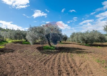 Giardino - Agricultural land Via Giambattista Fanales
 
snc, Caltagirone - photo 3