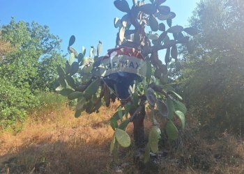 Giardino - Terreno agricolo Via Papa Giovanni Paolo II
 
65, Belpasso - foto 13