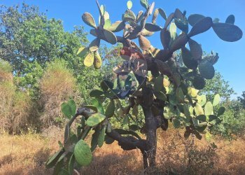 Non correlato - Terreno agricolo Via Papa Giovanni Paolo II
 
65, Belpasso - foto 15