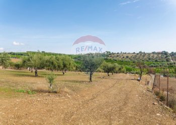 Giardino - Terreno agricolo Contrada camolio
snc, Motta Sant'Anastasia - foto 8