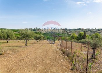 Giardino - Terreno agricolo Contrada camolio
snc, Motta Sant'Anastasia - foto 9