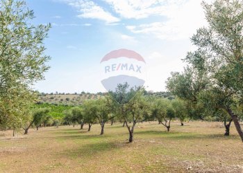 Giardino - Terreno agricolo Contrada camolio
snc, Motta Sant'Anastasia - foto 12