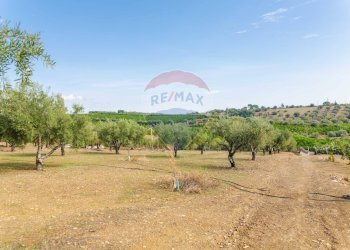 Giardino - Terreno agricolo Contrada camolio
snc, Motta Sant'Anastasia - foto 15