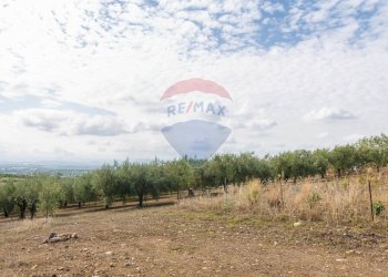 Giardino - Terreno agricolo Contrada camolio
snc, Motta Sant'Anastasia - foto 18