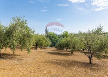 Giardino - Terreno agricolo Contrada camolio
snc, Motta Sant'Anastasia - foto 21