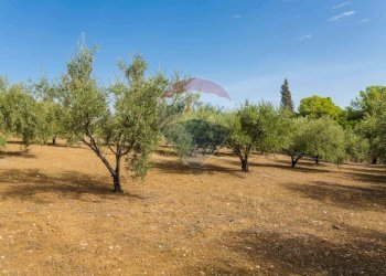 Giardino - Terreno agricolo Contrada camolio
snc, Motta Sant'Anastasia - foto 22