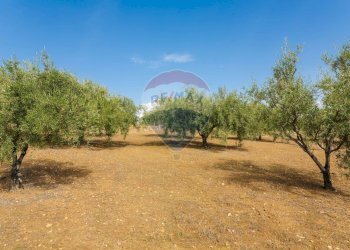 Giardino - Terreno agricolo Contrada camolio
snc, Motta Sant'Anastasia - foto 23