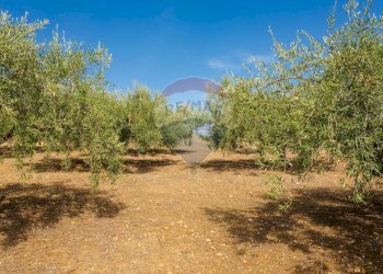 Giardino - Terreno agricolo Contrada camolio
snc, Motta Sant'Anastasia - foto 27