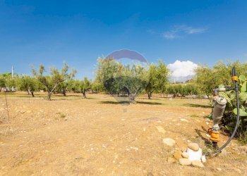 Giardino - Terreno agricolo Contrada camolio
snc, Motta Sant'Anastasia - foto 28