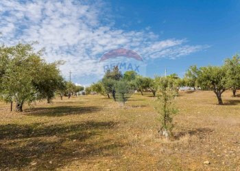 Giardino - Terreno agricolo Contrada camolio
snc, Motta Sant'Anastasia - foto 29