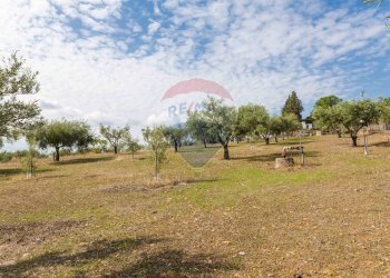 Giardino - Terreno agricolo Contrada camolio
snc, Motta Sant'Anastasia - foto 30