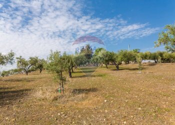 Giardino - Terreno agricolo Contrada camolio
snc, Motta Sant'Anastasia - foto 31