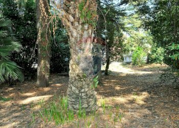 Giardino - Stabile - Palazzo Via Paracquara
1-2-3, Zafferana Etnea - foto 57