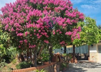 Giardino - Villa C/da Cannarozzo
 
s.n., Piazza Armerina - foto 28