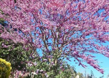 Giardino - Villa C/da Cannarozzo
 
s.n., Piazza Armerina - foto 43