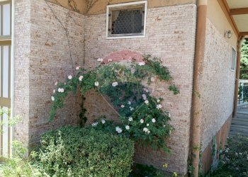 Giardino - Villa S.S. 561 C.da Lago - Parasporino
 
snc, Enna - foto 4