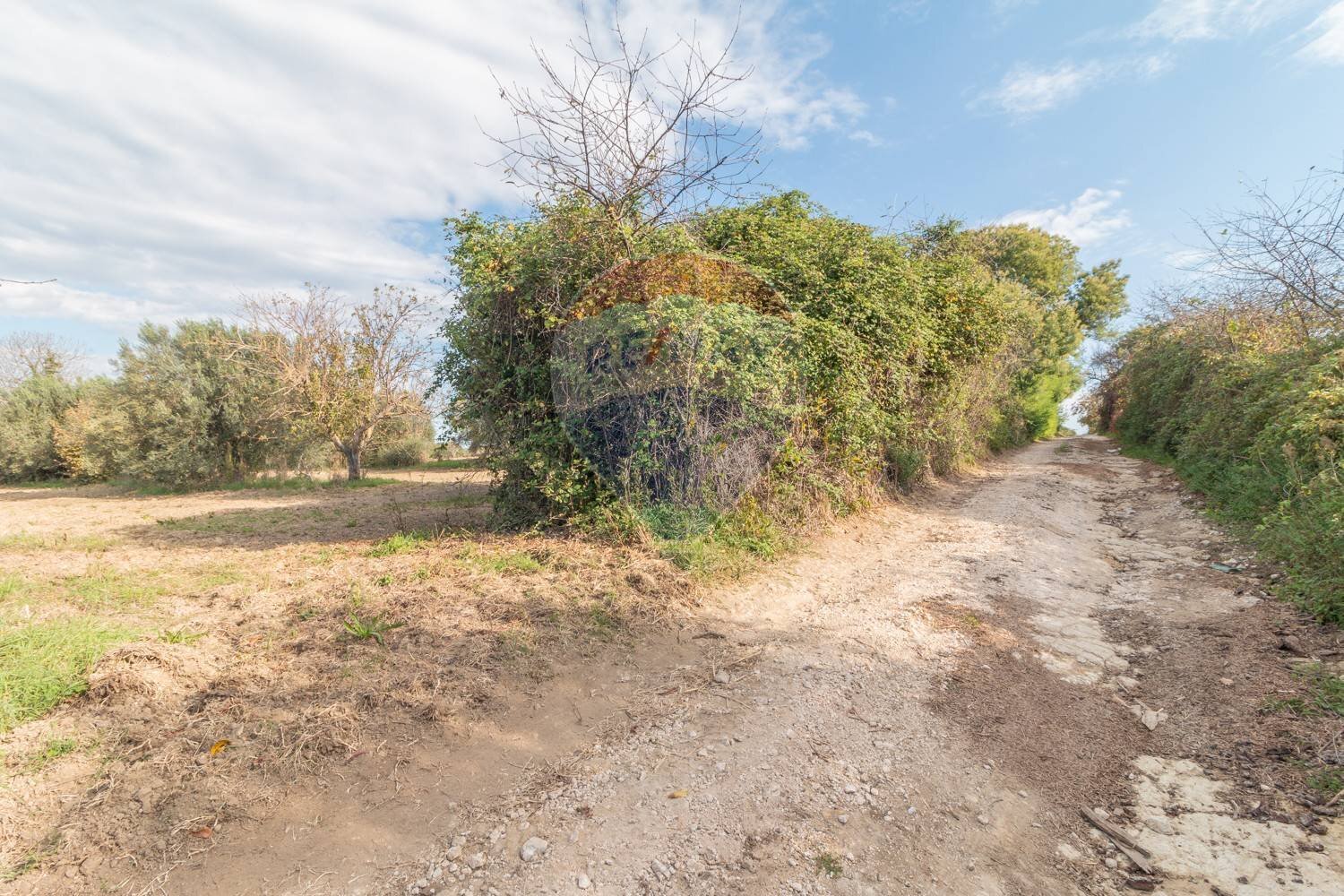 Giardino - Terreno agricolo Ischia di Castro - foto 3