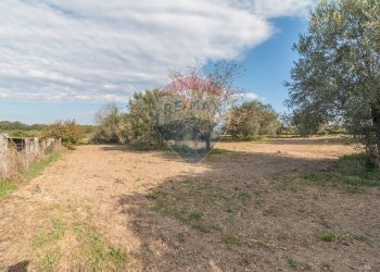 Giardino - Terreno agricolo Ischia di Castro - foto 4