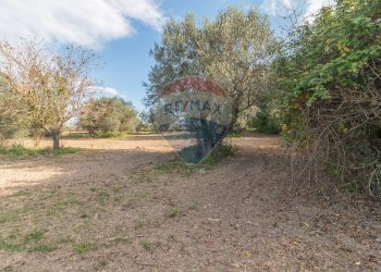 Giardino - Terreno agricolo Ischia di Castro - foto 5