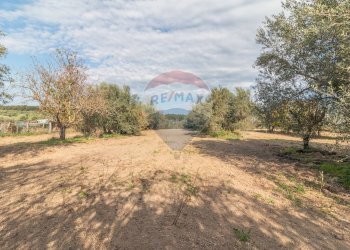 Giardino - Terreno agricolo Ischia di Castro - foto 6