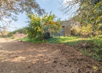 Giardino - Terreno agricolo Ischia di Castro - foto 7