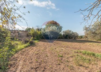 Giardino - Terreno agricolo Ischia di Castro - foto 11
