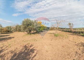 Giardino - Terreno agricolo Ischia di Castro - foto 12