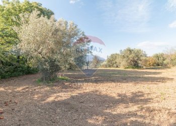 Giardino - Terreno agricolo Ischia di Castro - foto 13