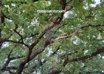 Giardino - Rustico VIA DI CIVITELLA
 
SNC, Roccastrada - foto 18