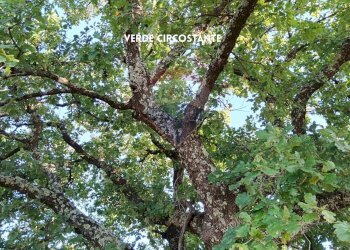 Giardino - Rustico VIA DI CIVITELLA
 
SNC, Roccastrada - foto 25